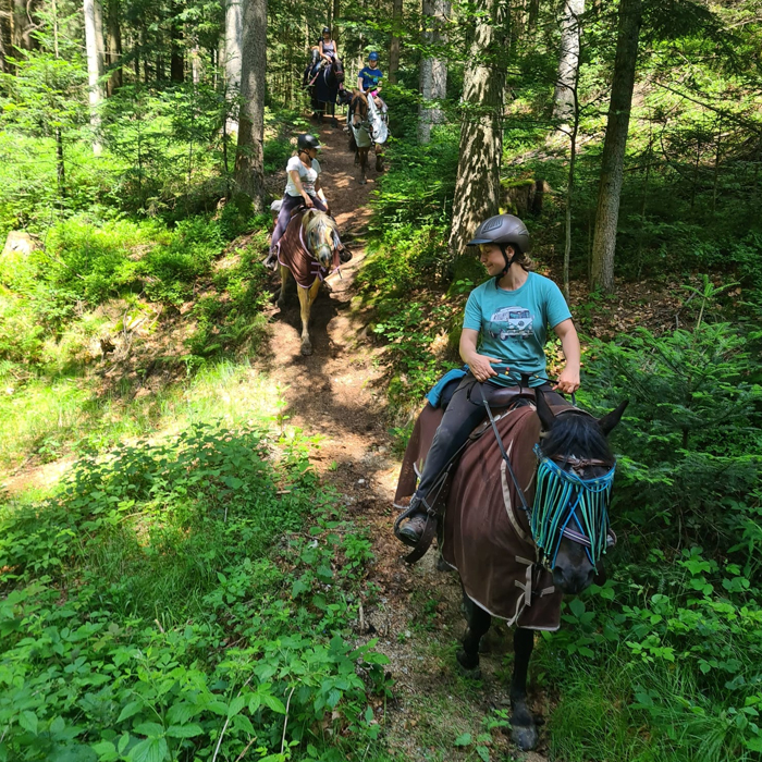 Superhorses Wanderreitstationen. Wanderreiten 2026: Das Beste vom Bayerwald und der Donau. Solo-Reiter 2026: Sicher geführte Wanderritte für Alleinreisende vom Nationalpark zur Donau.