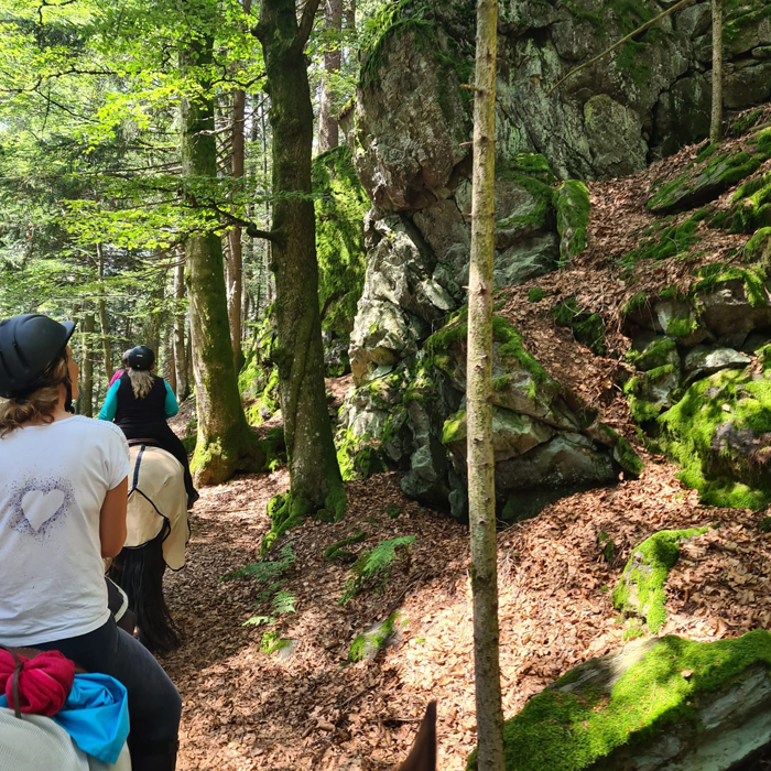 Donautal Wanderreiten. Superhorses Wanderreitführer: Ihr Experte für Reittouren vom Nationalpark Bayerischer Wald bis zur Donau. Geführte Ritte, GPS-Routen & Stationstipps für 2026! 